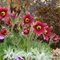 Прострел обыкновенный 'Ред' / Pulsatilla vulgaris 'Red'